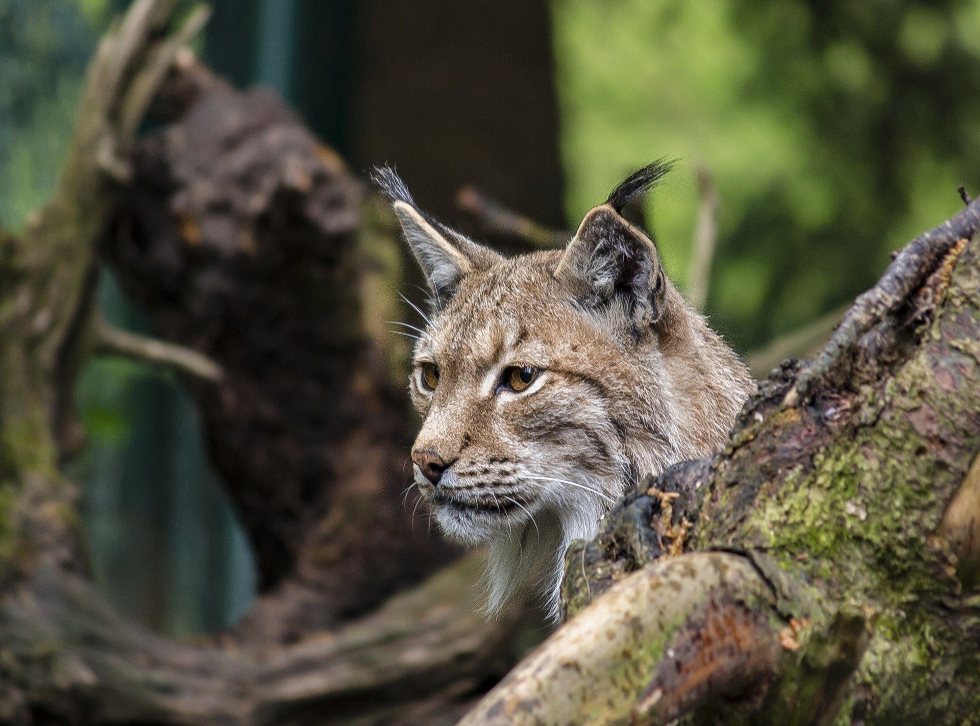 Doubs : Un lynx à nouveau tué par arme à feu, une plainte est déposée