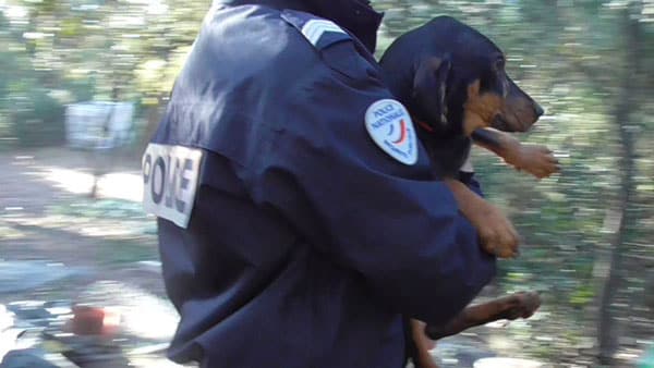 Le scandale de la pension canine l’Eldoradog à Arches, publiées par une association