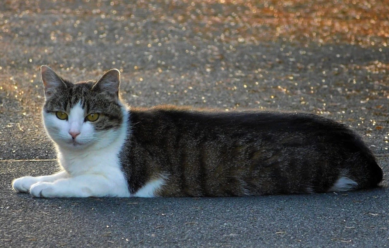 Vitré : des chats seraient victimes de violences et d'empoisonnements selon un témoignage anonyme