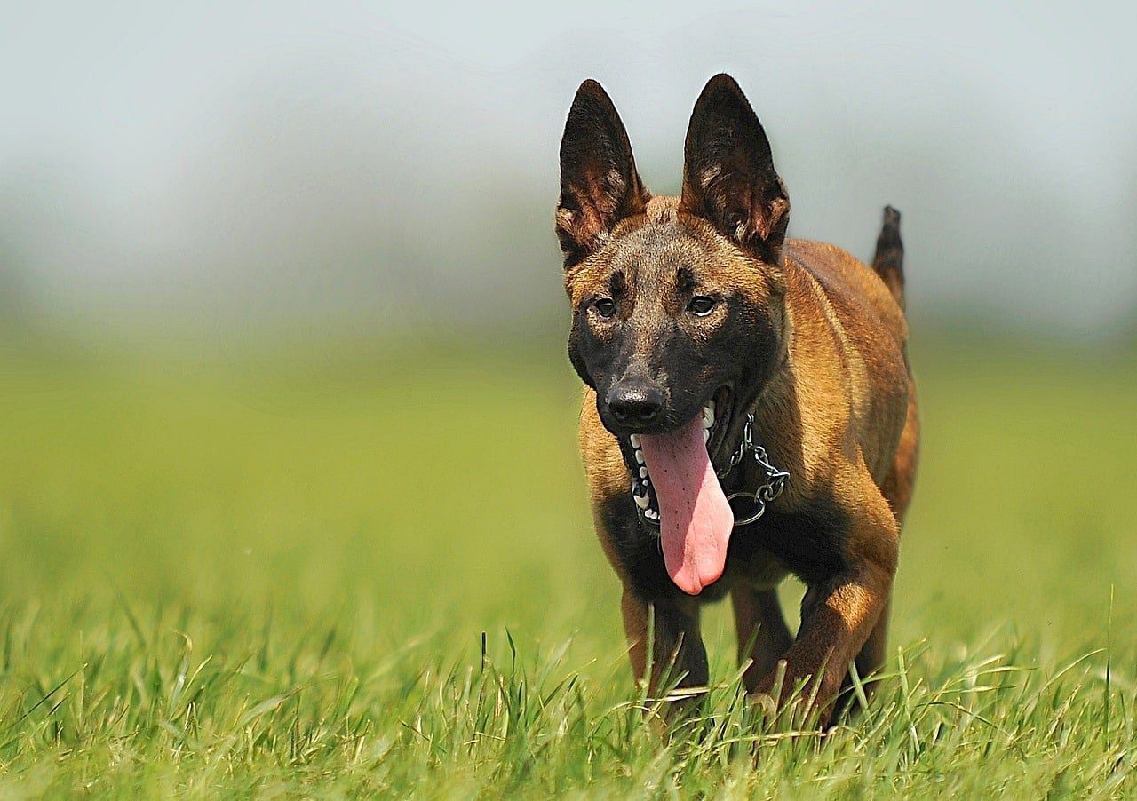 Montpellier : un chien héroïque abattu en défendant son maître lors d'un braquage à main armée