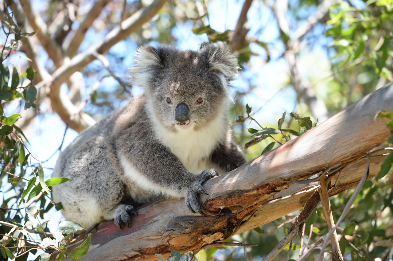 En Australie, le koala court un risque d'extinction