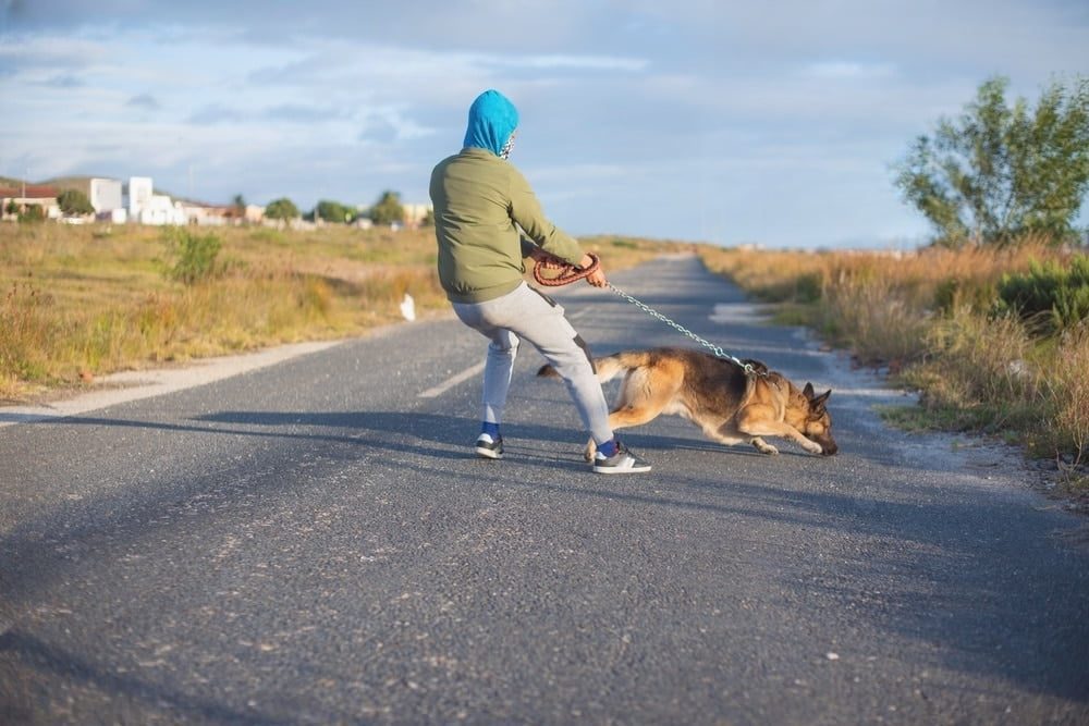 Apprendre à votre chien à marcher en laisse sans tirer