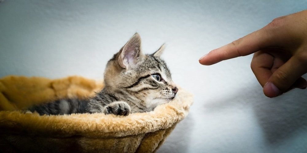 Les clés d'une vie harmonieuse avec votre chaton : conseils et erreurs à éviter