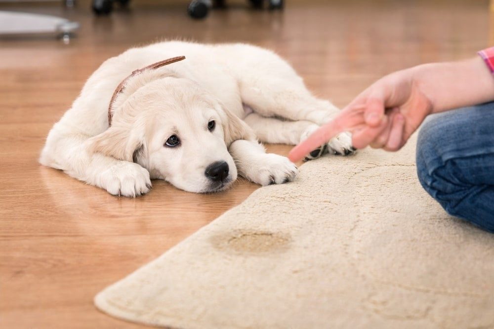 Conseils pratiques pour enseigner la propreté à votre chien