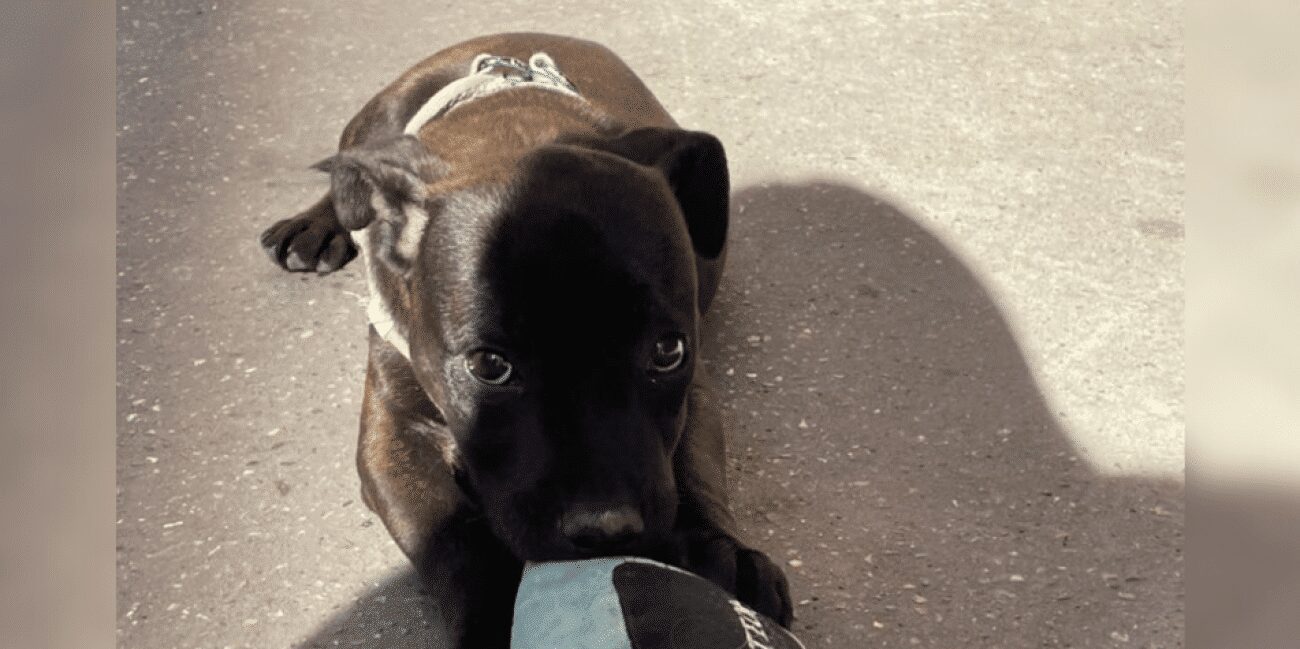 Un chiot staffie enlevé en plein jour à Lyon : les propriétaires lancent un appel à l'aide sur les réseaux sociaux