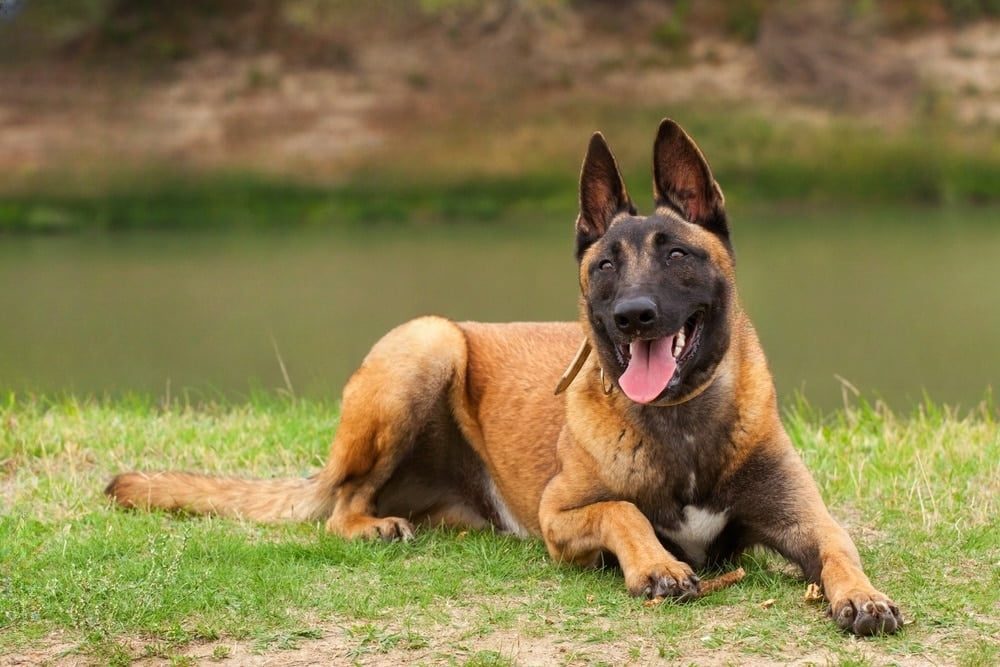 Il laisse son chien mourir de faim : un homme arrêté près de Toulouse pour cruauté envers un animal