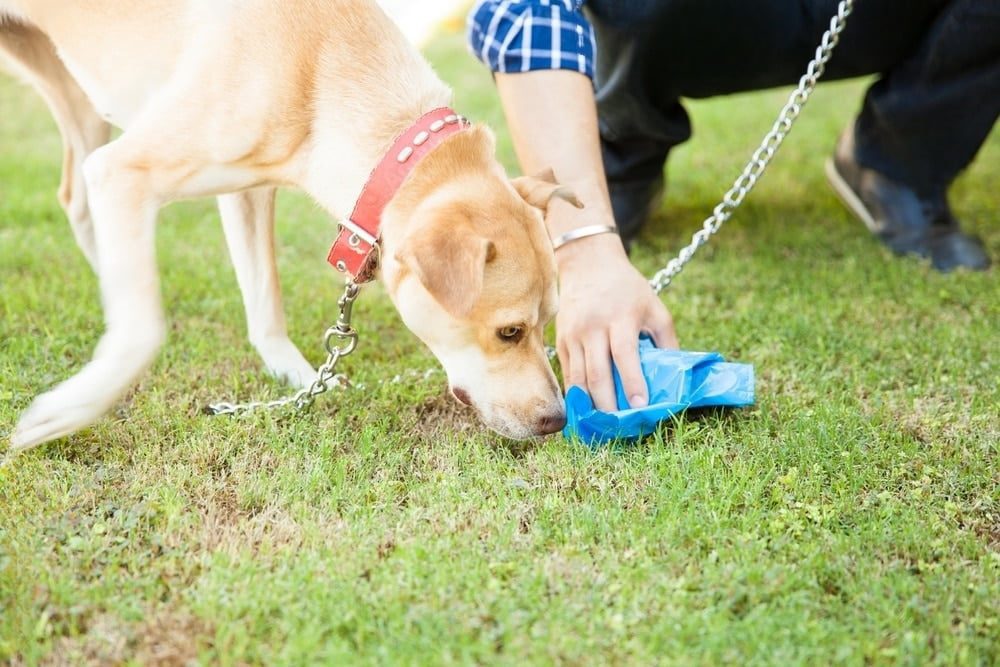 Pourquoi mon chien mange-t-il son caca ou celui des autres ? Comprendre la coprophagie