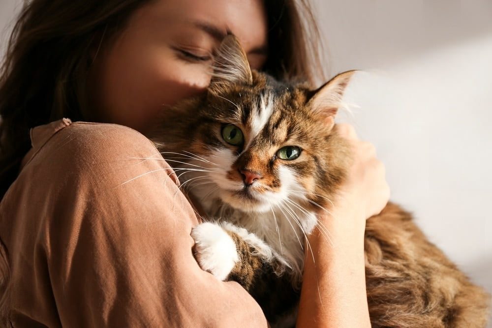 Premiers secours pour chats : Comment réagir face aux urgences et protéger votre félin