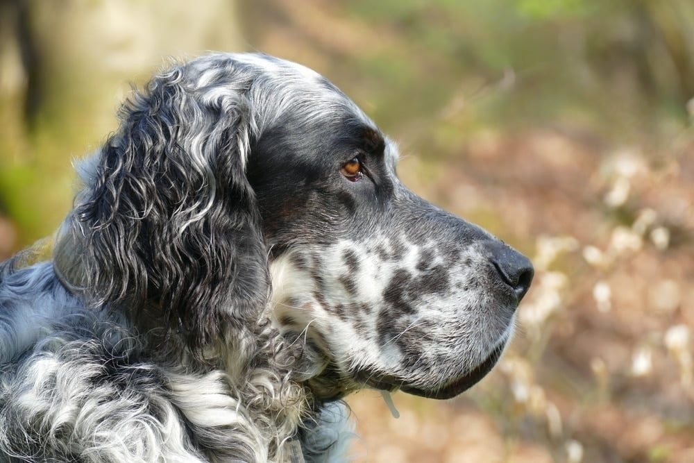 Le rôle bénéfique de Snoopy, le chien thérapeutique, à l'Institut Curie