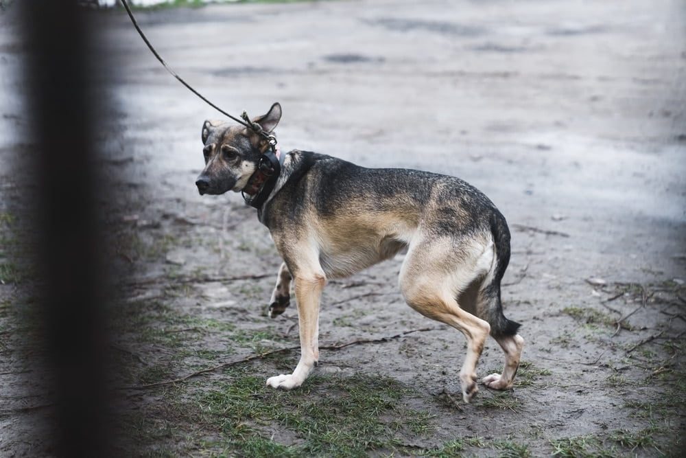 Un homme écope de prison avec sursis et amende pour cruauté envers trois chiens