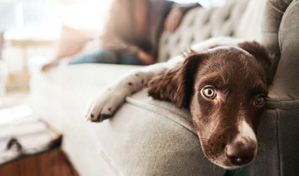 Un chien héroïque sauve sa famille d'un incendie en Haute-Loire