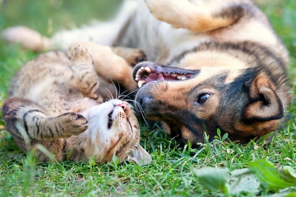 Surveiller le bien-être de nos animaux de compagnie : évaluer l'état corporel de nos chats et chiens