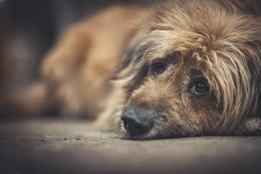 Découverte alarmante à Sarcelles : 24 chats et 4 chiens retrouvés dans des conditions insalubres, une enquête ouverte