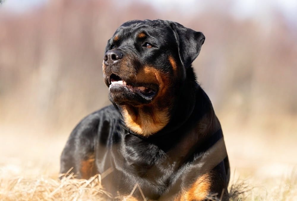 Eure : découverte choquante d'un chien torturé et gravement blessé, une lame enfoncée dans le crâne