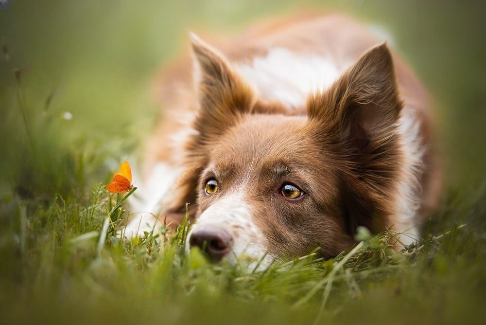 Elle laisse son chien vivre dans ses déjections, sans eau ni nourriture : 'C'était horrible'