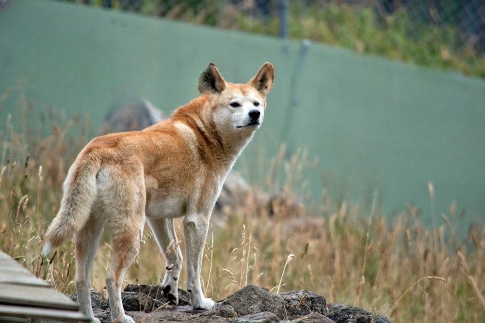 Liban : un chien errant sauve la vie d'une nouveau-née abandonné