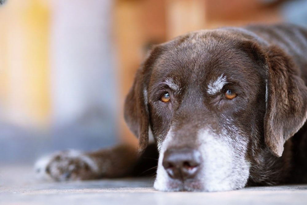 Tout ce qu'il faut savoir sur l'espérance de vie du chien