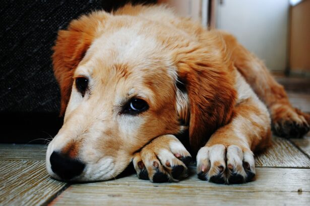 Toulouse - Sauvetage de deux chiens et trois chiots dans un logement insalubre