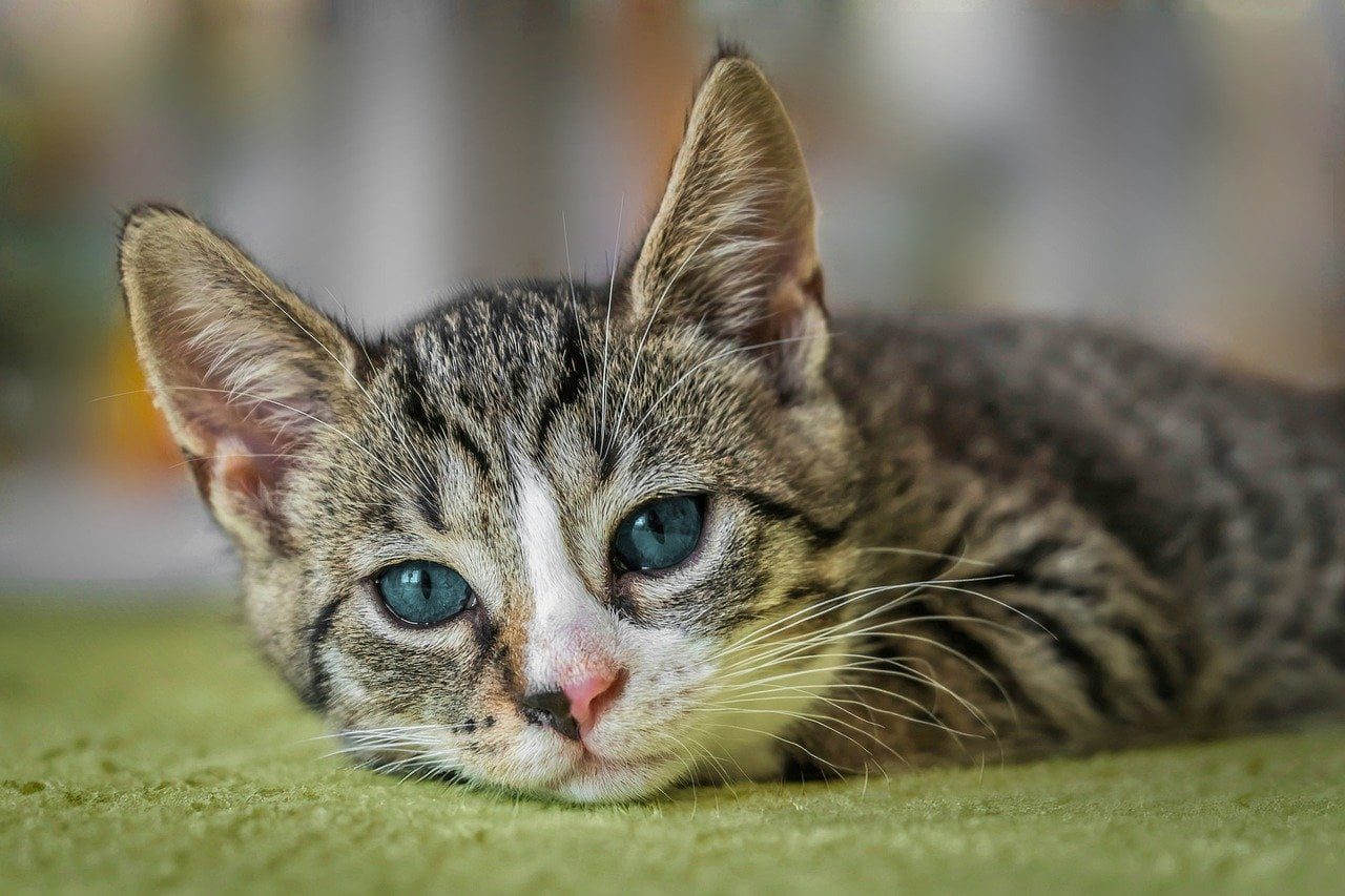 Un adolescent utilise un chat comme ballon après un acte de cruauté