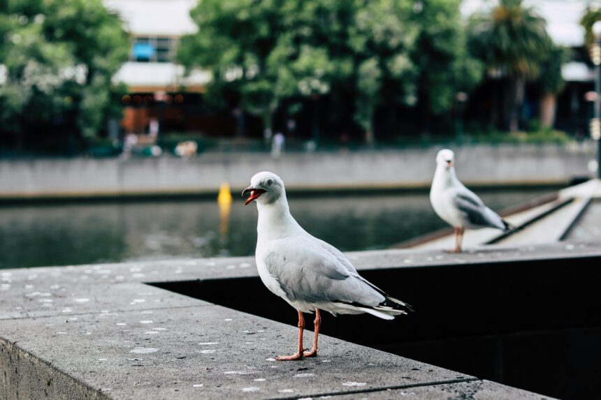 Adaptation urbaine des Mouettes et Goélands : plus gros cerveaux pour de nouveaux défis