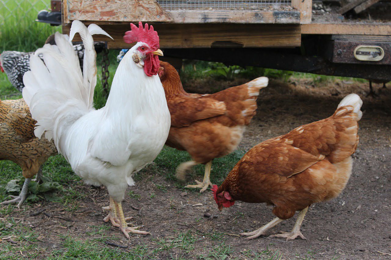 Un nouveau système d'étiquetage pour le bien-être animal proposé par l'Anses