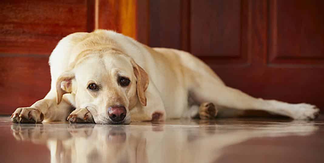 Detecting depression in dogs