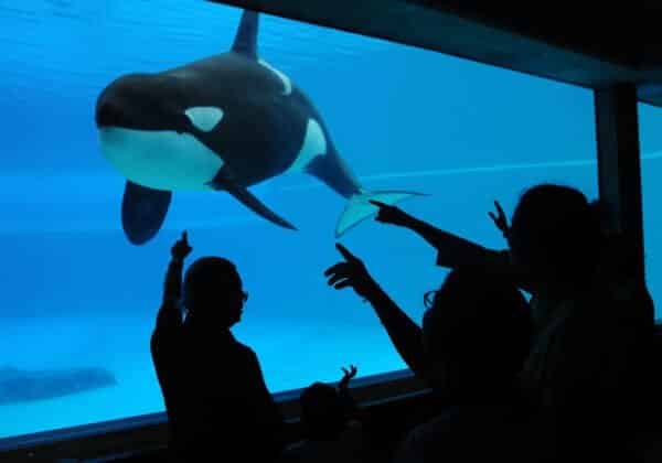 Let's end the ordeal of captive cetaceans