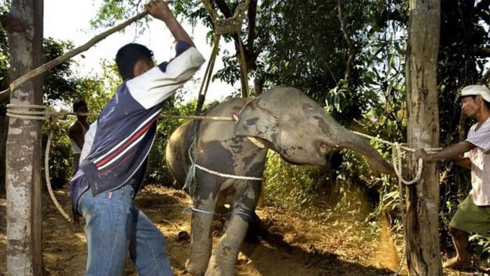 La face cachée du tourisme à dos d'éléphant
