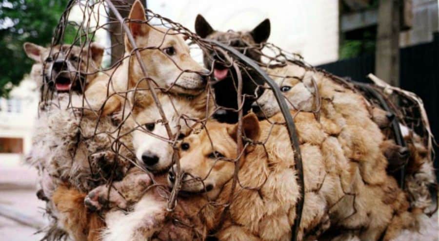 Seriez-vous prêts à éviter le tourisme en Chine à cause de leur consommation de viande de chien ?