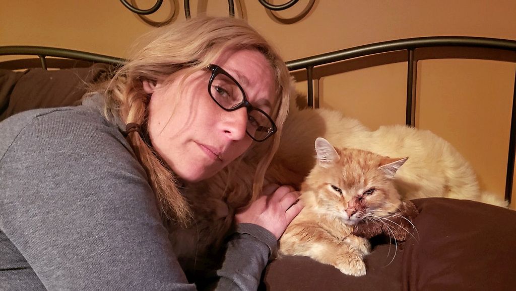 Québec : un chat s'en sort par miracle après avoir reçu une flèche d'arbalète dans la tête