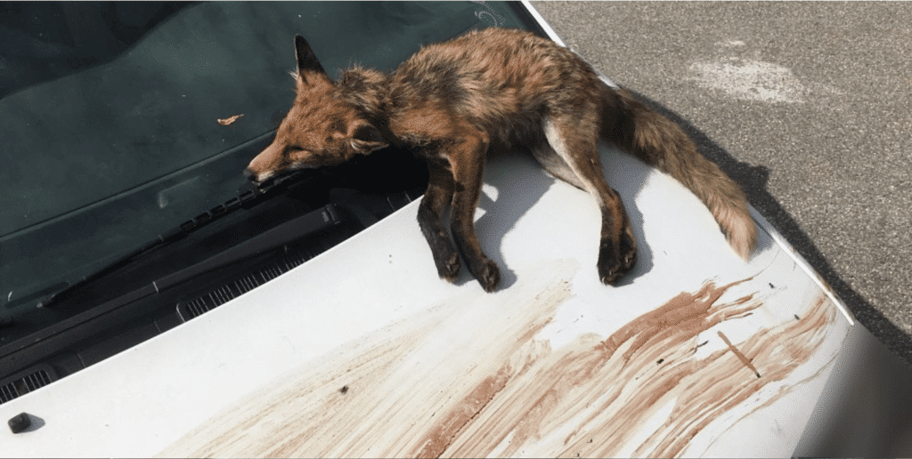Un militant de la cause animale découvre un renard mort sur sa voiture