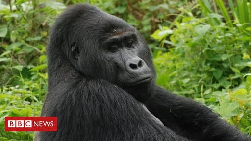 One of the last silverback gorillas killed by hunters in Uganda