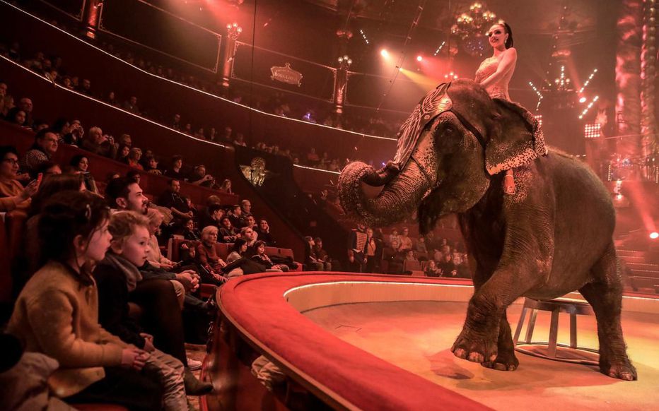 Marseille wants to ban the exploitation of animals in circuses