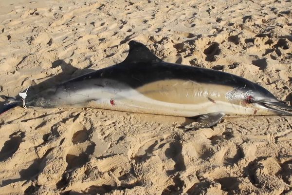 Tragique découverte de dauphins échoués sur la plage en Charente-Maritime