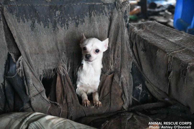 Sauvetage de 76 chiens en détresse depuis plusieurs années dans une maison en ruine