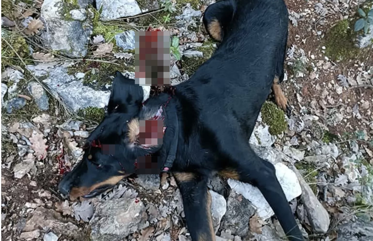 Un chien abattu par un chasseur pendant une promenade dans le Var : le propriétaire dévasté