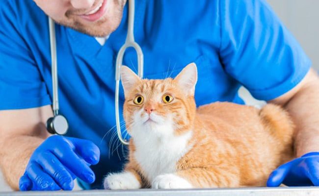 Maladies courantes chez le chat : comment les prévenir et les gérer avec l’aide de votre vétérinaire