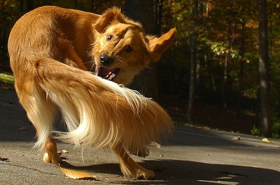 Why dogs try to grab their tails: causes and consequences