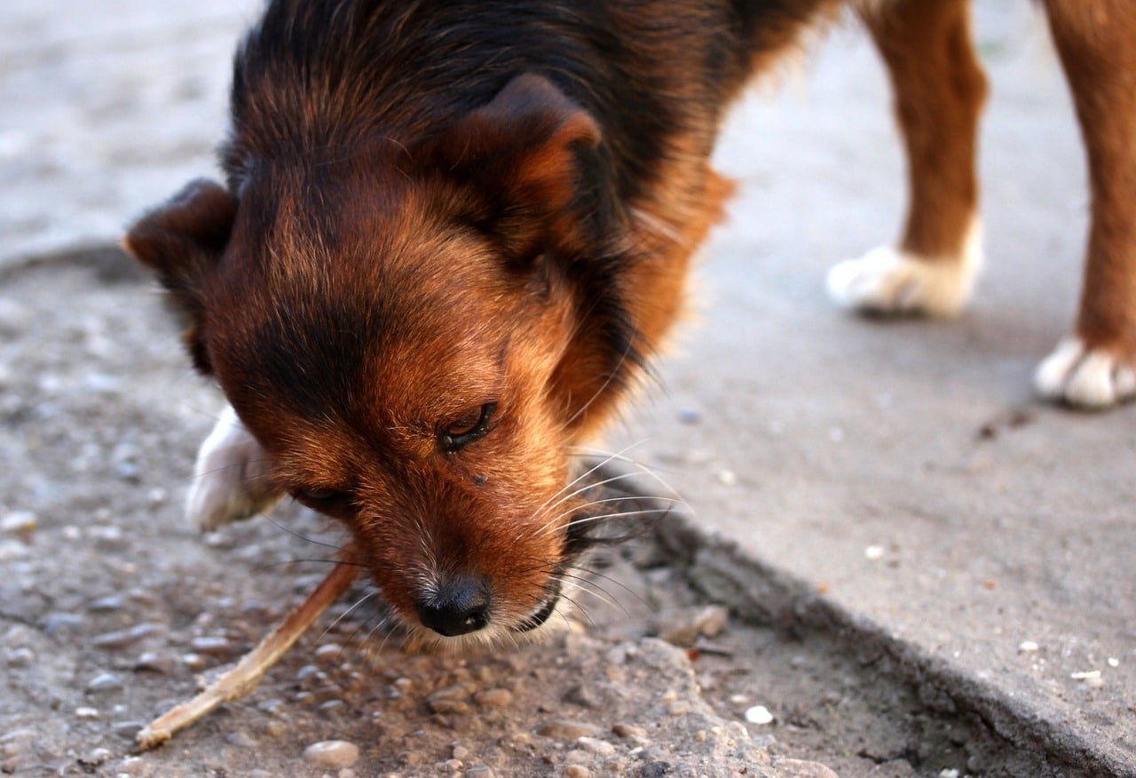 Une quarantaine de chiens empoisonnés sur une période d'un an dans la même commune du Var