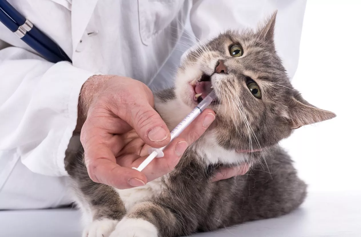 Comment donner efficacement et en douceur des médicaments à son chat : astuces et conseils