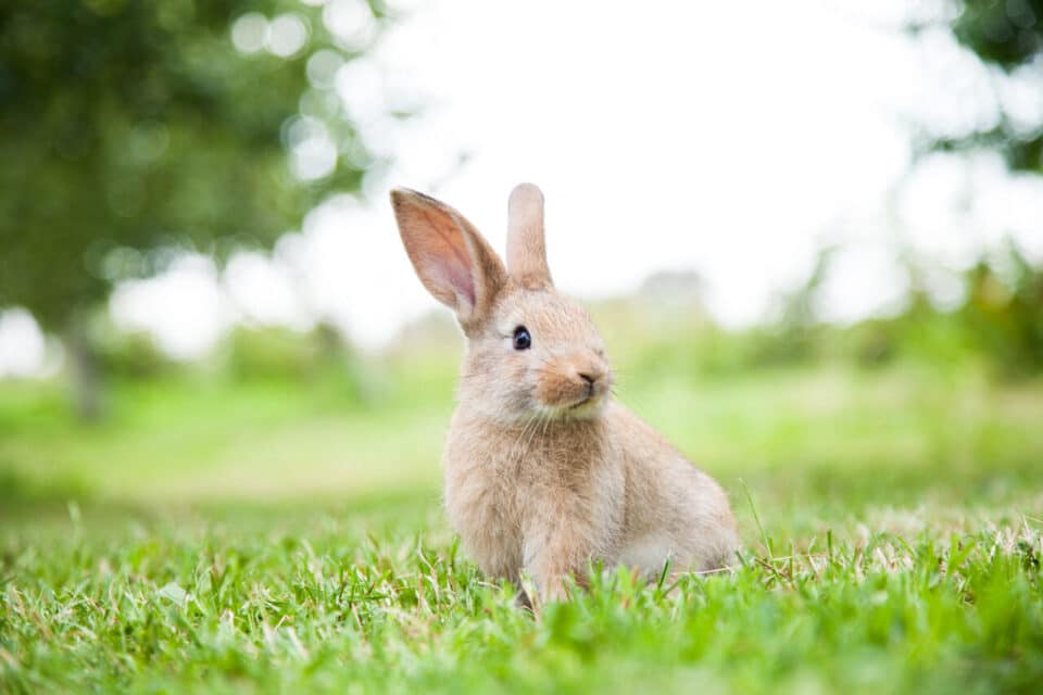 Célébrations du Nouvel An chinois : les associations de protection des animaux mettent en garde contre les risques d’achats impulsifs de lapins
