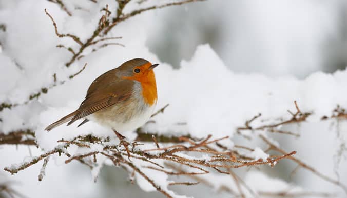 Comment aider les oiseaux à passer l’hiver: les conseils de la Ligue de protection des oiseaux (LPO) Bretagne