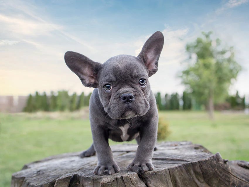 Aux Pays-Bas, la possession de chiens à museau plat sera interdite