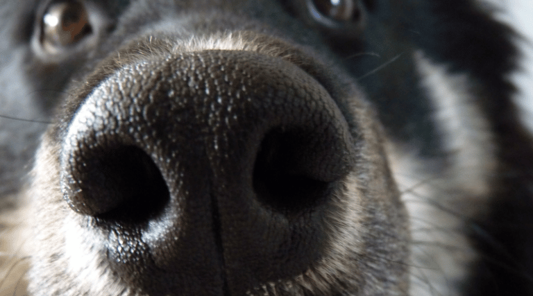 La truffe du chien : comprendre son fonctionnement et les soins à lui apporter pour assurer sa santé