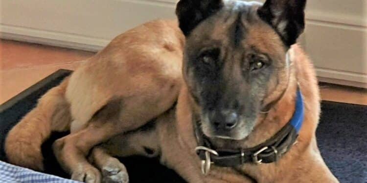 Op zoek naar een gezin om Levis te adopteren, voormalige politiehond van de hondenbrigade van het politiebureau van Valence