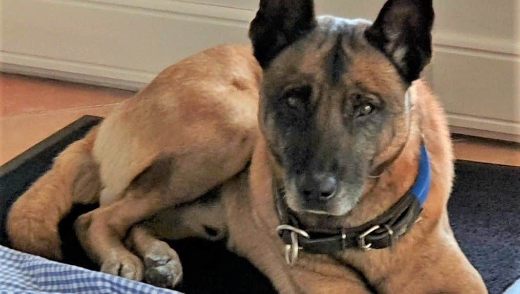 Recherche d'une famille pour adopter Levis, ancien chien policier de la brigade canine du commissariat de Valence