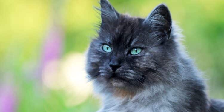 Which cat breeds are most prone to health problems?