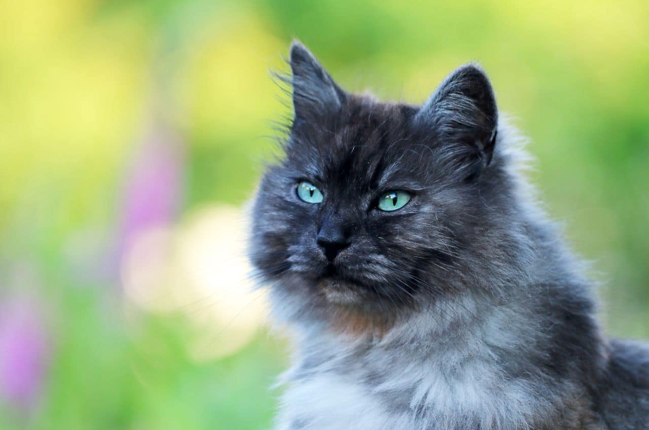 Les races de chats les plus sujettes aux problèmes de santé ?
