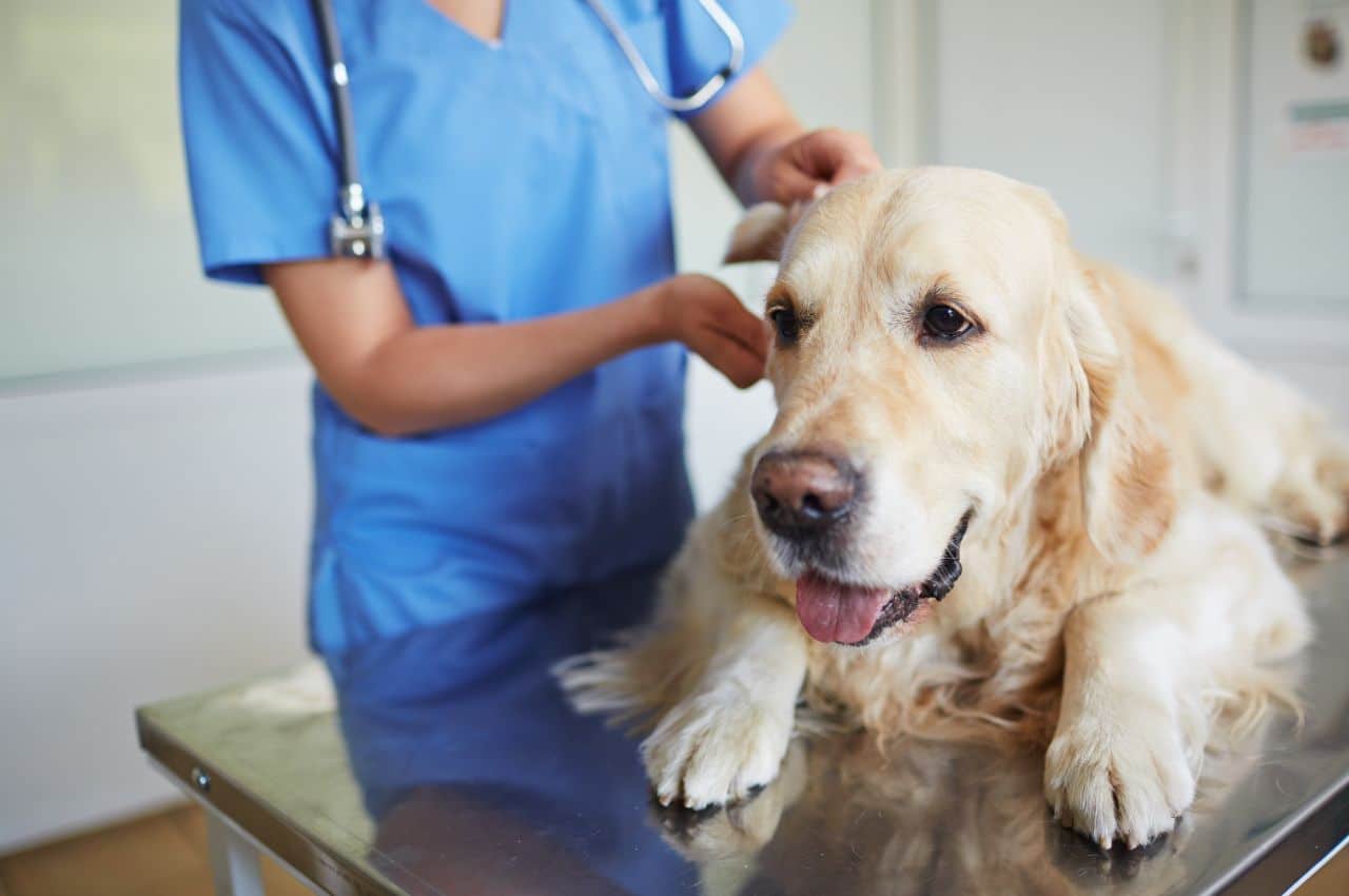 Cancer treatment in dogs: how does it work?