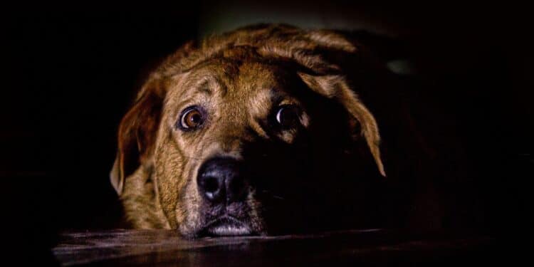 Wat zijn de mogelijke oorzaken van tremoren bij honden?
